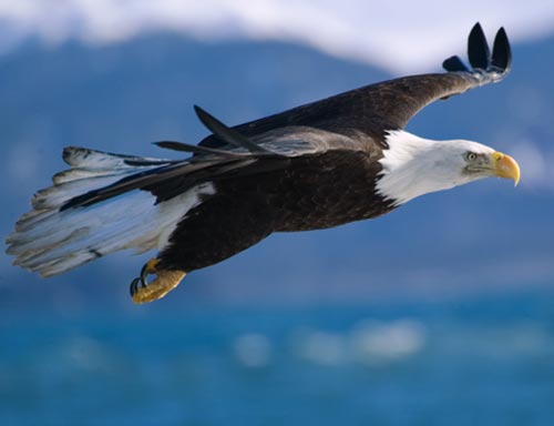 Attached picture 158535-bald-eagle-flight1.jpg